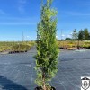 Thuja occidentalis 'Holmstrup' - Harilik elupuu 'Holmstrup' C1/1L
